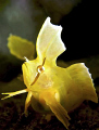   Golden Weedfish Cristiceps aurantiacus.Taken Shelly Beach Sydney Australia. Using Nikon D300 sea housing dual ys250s. f8 1250s aurantiacus). aurantiacus) Australia ys250s f/8 1/250s 250s  